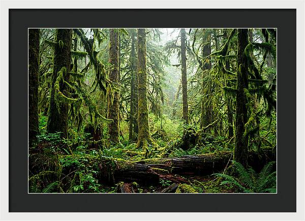 Enchanted Hoh Rainforest Retreat