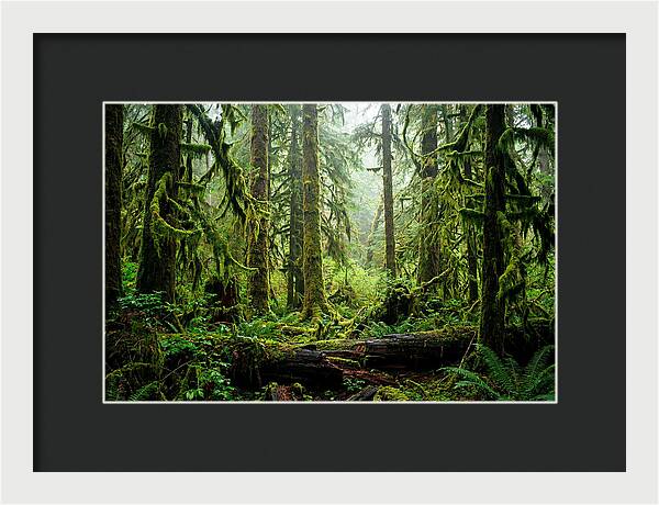 Enchanted Hoh Rainforest Retreat