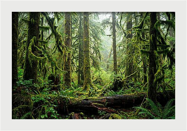 Enchanted Hoh Rainforest Retreat