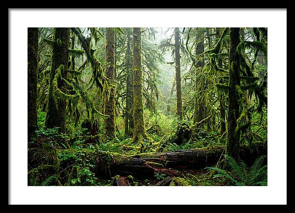 Enchanted Hoh Rainforest Retreat