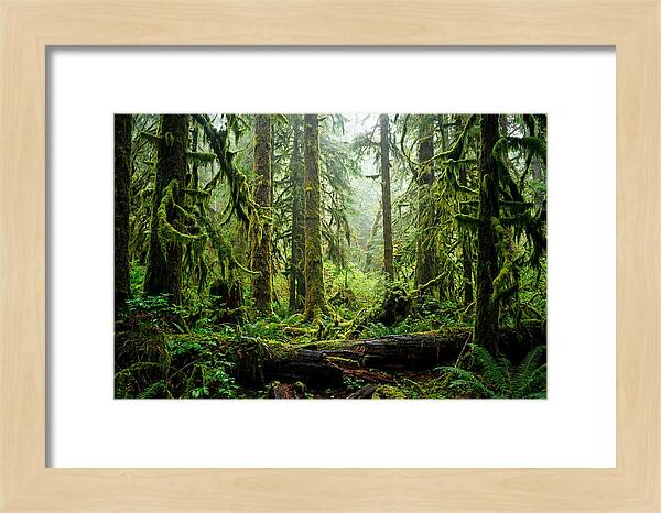 Enchanted Hoh Rainforest Retreat