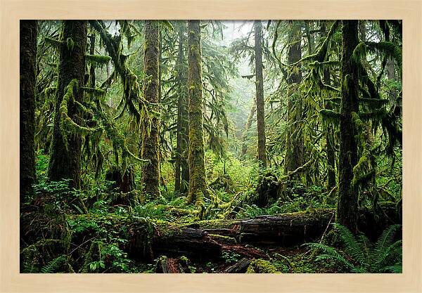Enchanted Hoh Rainforest Retreat