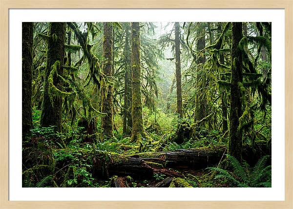 Enchanted Hoh Rainforest Retreat