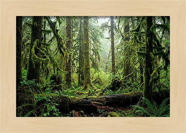 Enchanted Hoh Rainforest Retreat