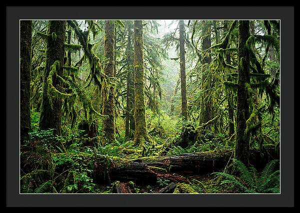 Enchanted Hoh Rainforest Retreat