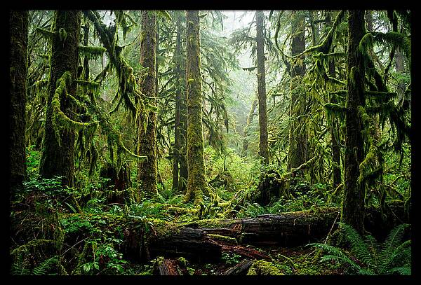 Enchanted Hoh Rainforest Retreat