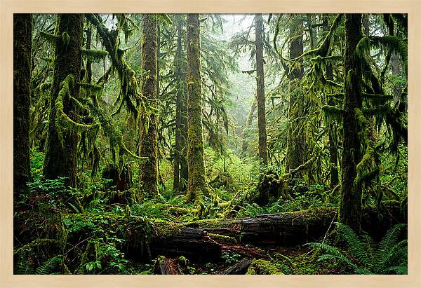 Enchanted Hoh Rainforest Retreat