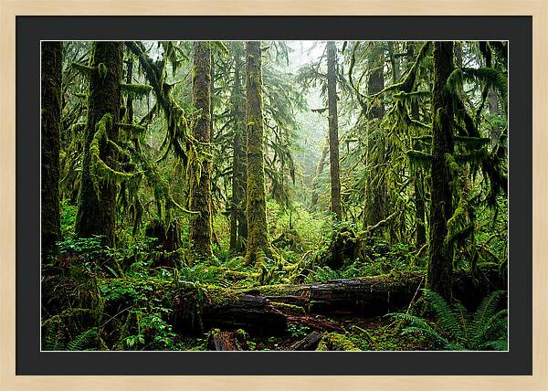 Enchanted Hoh Rainforest Retreat