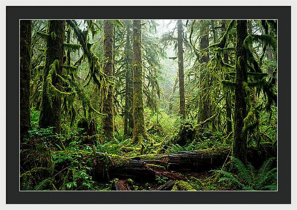 Enchanted Hoh Rainforest Retreat