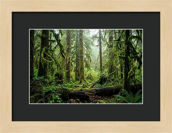 Enchanted Hoh Rainforest Retreat