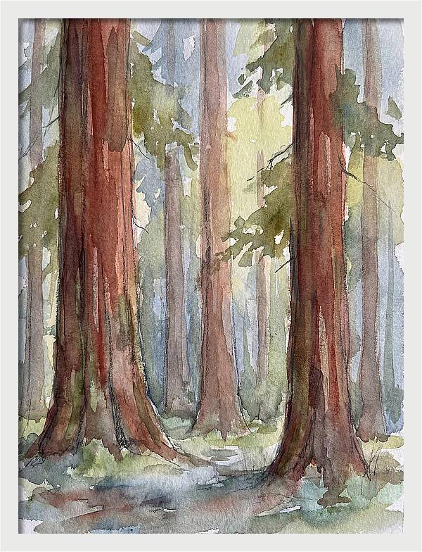 Enchanted Redwood Grove