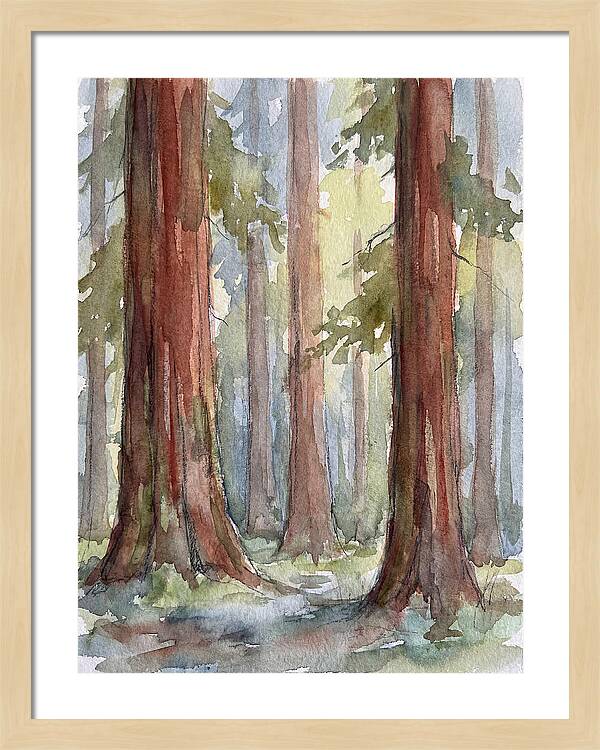 Enchanted Redwood Grove