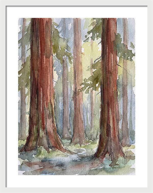 Enchanted Redwood Grove