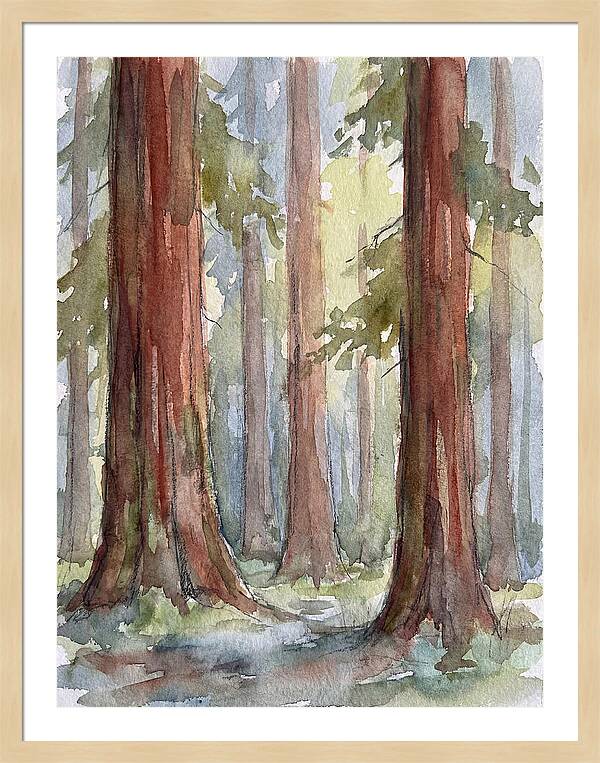 Enchanted Redwood Grove