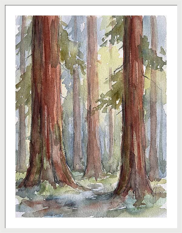 Enchanted Redwood Grove