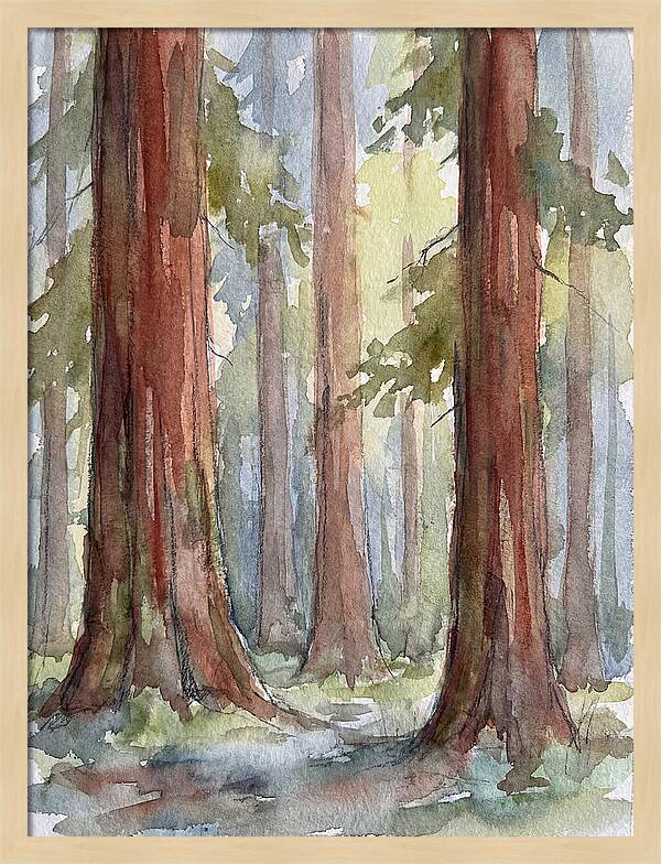 Enchanted Redwood Grove
