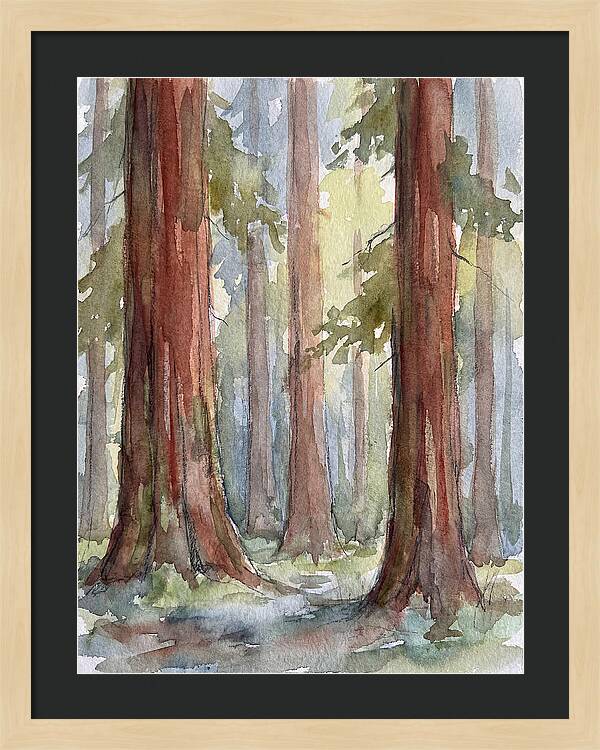 Enchanted Redwood Grove