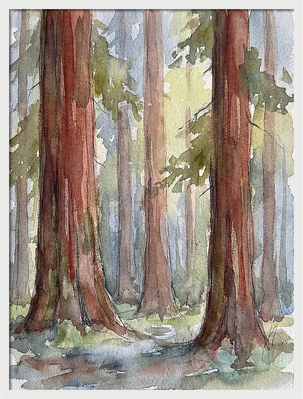 Enchanted Redwood Grove