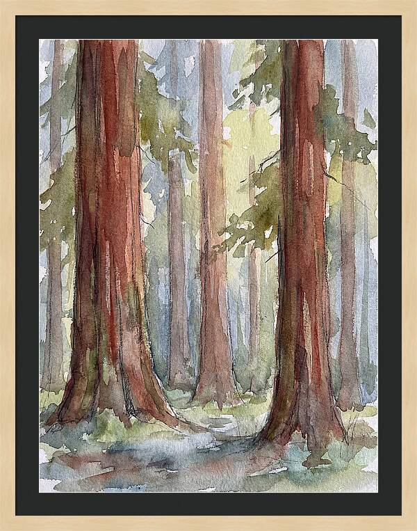Enchanted Redwood Grove