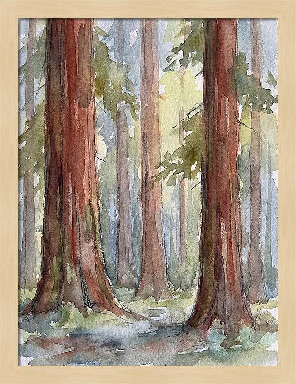 Enchanted Redwood Grove