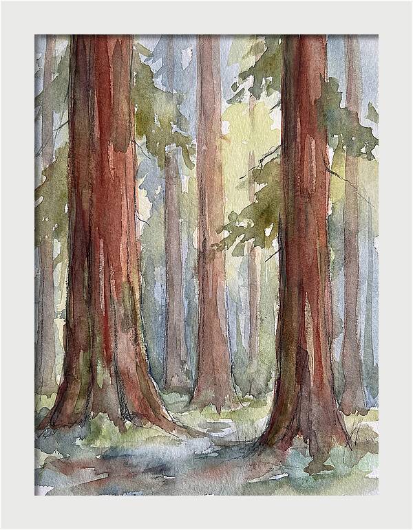 Enchanted Redwood Grove