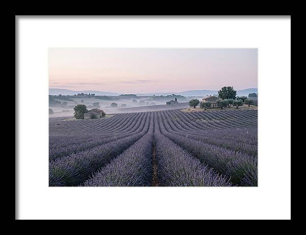 Endless Lavender Fields Of Provence