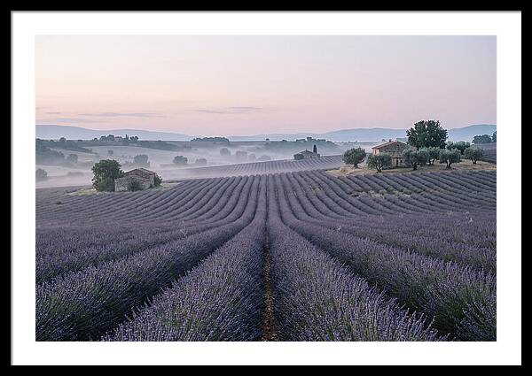 Endless Lavender Fields Of Provence