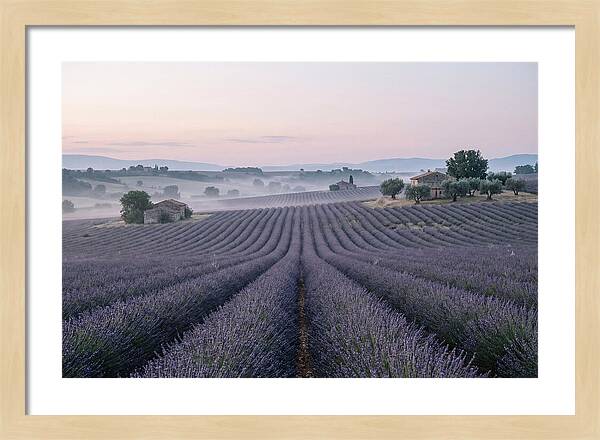 Endless Lavender Fields Of Provence
