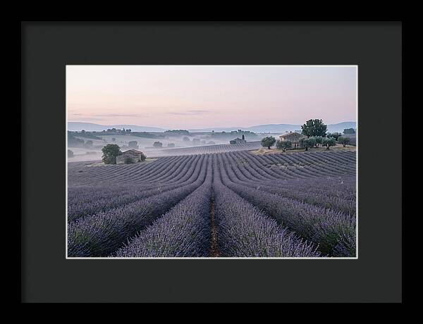 Endless Lavender Fields Of Provence