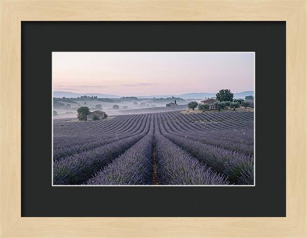 Endless Lavender Fields Of Provence