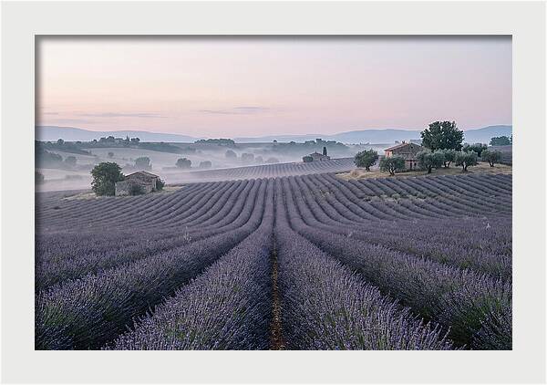 Endless Lavender Fields Of Provence
