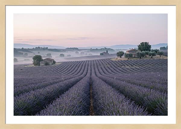 Endless Lavender Fields Of Provence