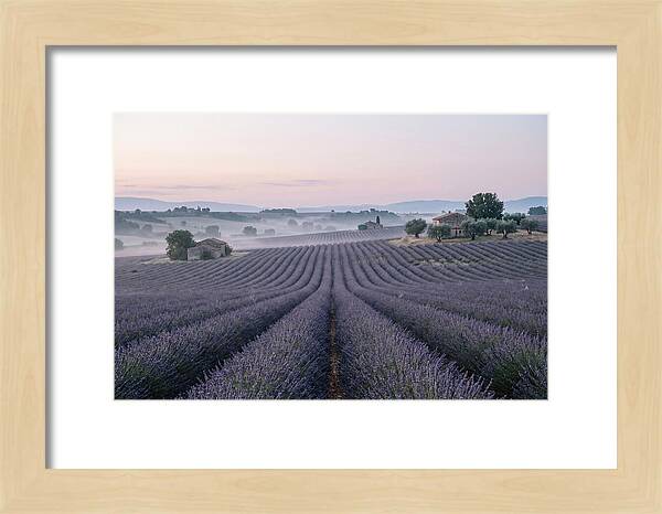 Endless Lavender Fields Of Provence
