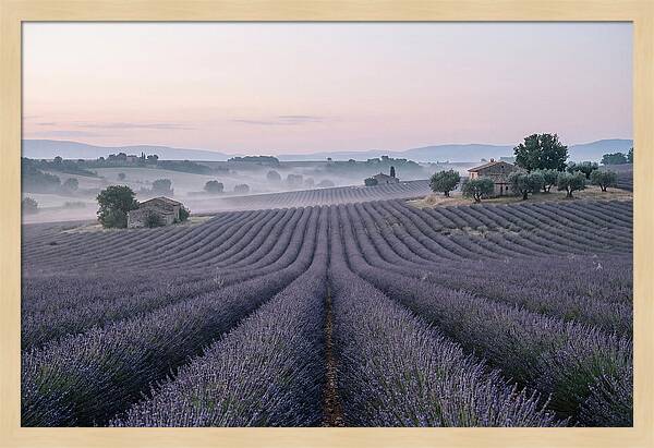 Endless Lavender Fields Of Provence
