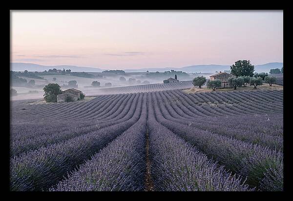 Endless Lavender Fields Of Provence