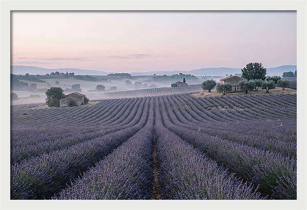 Endless Lavender Fields Of Provence