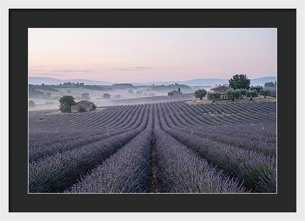 Endless Lavender Fields Of Provence