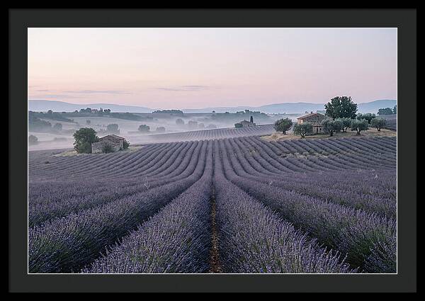 Endless Lavender Fields Of Provence