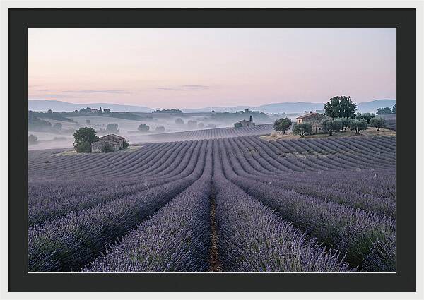 Endless Lavender Fields Of Provence