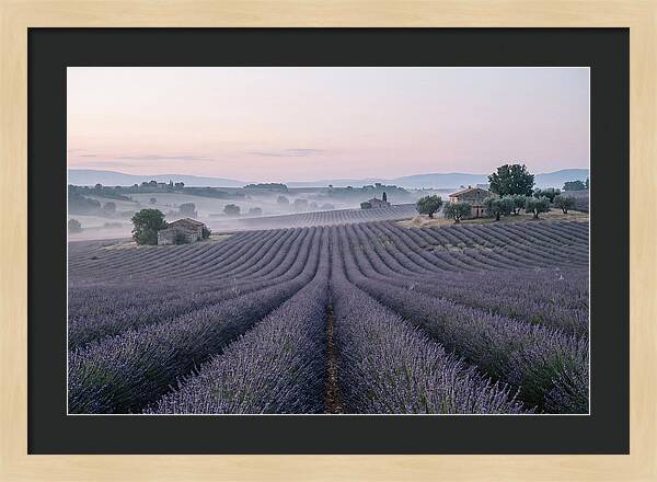 Endless Lavender Fields Of Provence