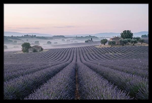 Endless Lavender Fields Of Provence