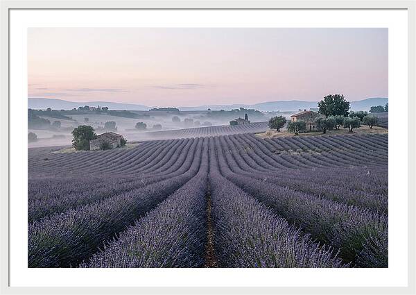 Endless Lavender Fields Of Provence