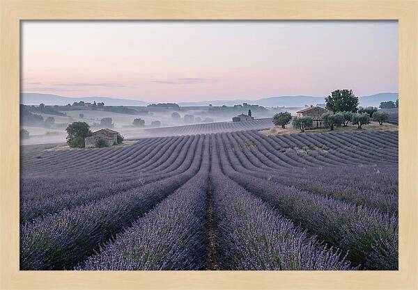 Endless Lavender Fields Of Provence