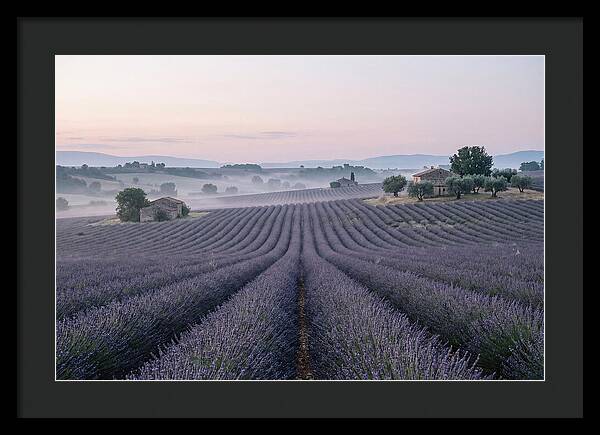 Endless Lavender Fields Of Provence