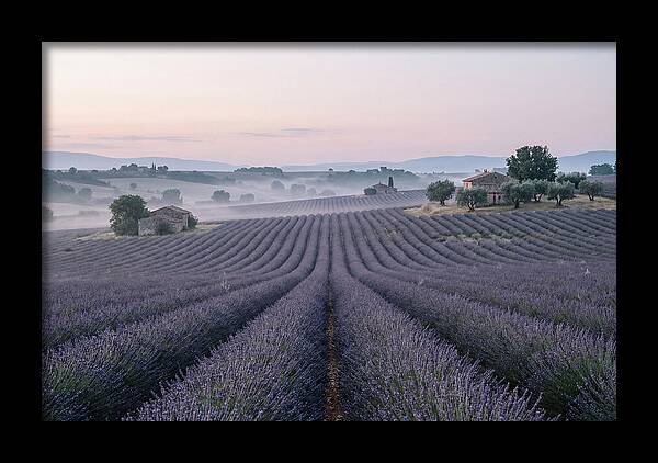 Endless Lavender Fields Of Provence