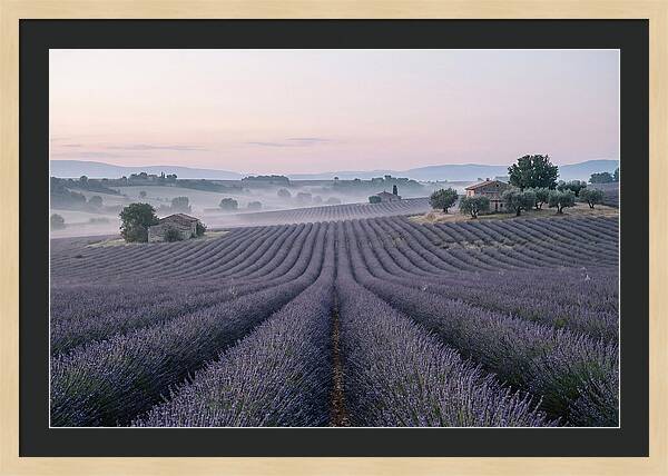 Endless Lavender Fields Of Provence