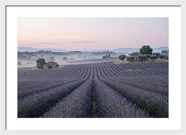 Endless Lavender Fields Of Provence