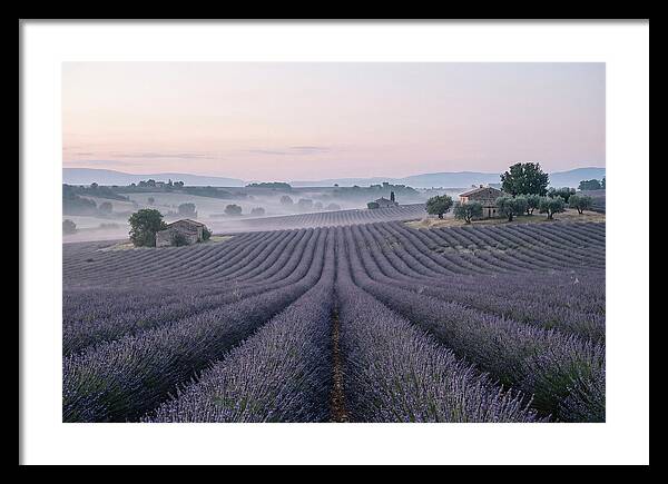 Endless Lavender Fields Of Provence