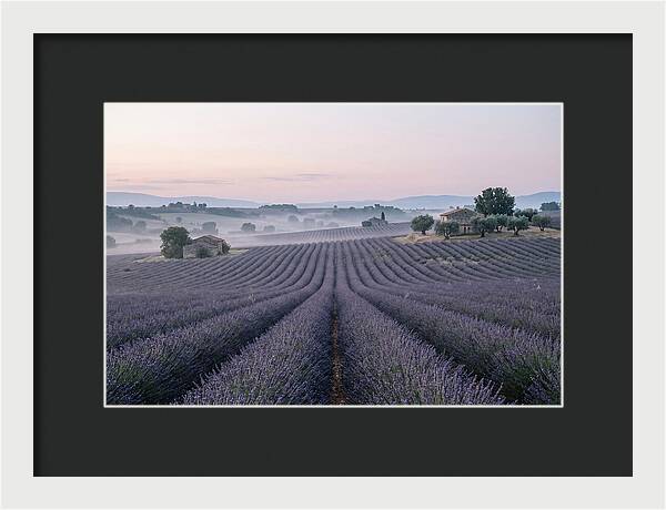 Endless Lavender Fields Of Provence