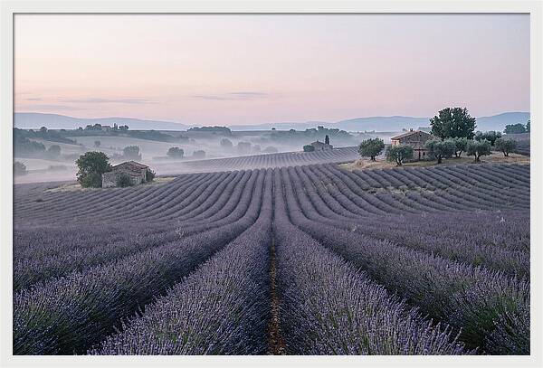 Endless Lavender Fields Of Provence